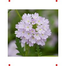 MarkEntegra Gümüş Ne Çiçek Tohumu