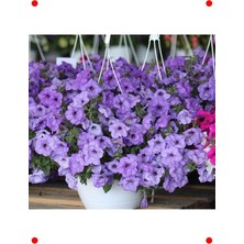 MarkEntegra Iri Çiçekli Bodur Petunya Tohumu (15 Adet)