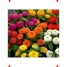 MarkEntegra Karışık Renk Büyük Çiçekli Kirli Hanım Tohumu (5 Adet)