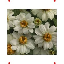 MarkEntegra Ni Beyaz Zinnia Çiçeği Tohumu (5 Adet)