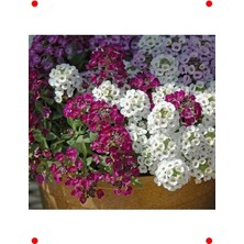 MarkEntegra Alyssum Kraliyet Halısı Çiçek Tohumu (20)