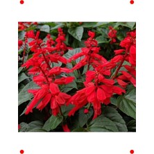 MarkEntegra Bodur Kırmızı Ateş Çiçeği Tohumu (15 Adet)