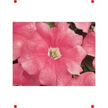 MarkEntegra Somon Renkli Petunya Çiçeği Tohumu (20 Adet)