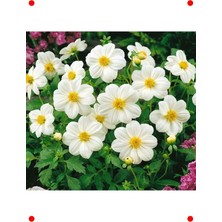 MarkEntegra Bodur Beyaz Yıldız Çiçeği Tohumu