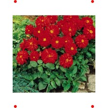 MarkEntegra Bodur Kırmızı Yıldız Çiçeği Tohumu (10 Adet)