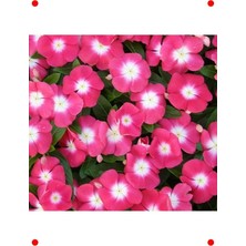 MarkEntegra Pembe Beyaz Benekli Rozet Çiçeği Tohumu (15 Adet)