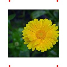 MarkEntegra Sarı Aynı Sefa Çiçek Tohumu (50 Adet)