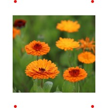 MarkEntegra Aynı Sefa Çiçeği Tohumu