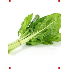 MarkEntegra Sarmalık Pazı Tohumu - Niş Yapraklı ve Lezzetli