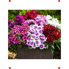 MarkEntegra Çin Karanfili Karışık Renk Tohumları - 100 Adet