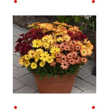 MarkEntegra Bodrum Papatyası Tohumu (Turuncu Kırmızı, Kalıcı) - 5 Adet