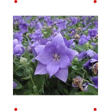 MarkEntegra Balon Çiçeği Tohumu - Büyük Çan (5 Adet)