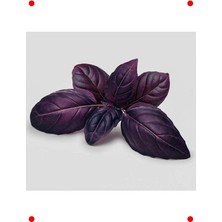 MarkEntegra Mor Reyhan Tohumu - 5 Gram