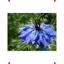 MarkEntegra Çörek Otu Tohumu (150+ Adet)