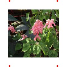 MarkEntegra Pembe Ateş Çiçeği Tohumu (Bodur, 15 Adet)