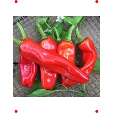 MarkEntegra Isot Biber Tohumu - Urfa'nın Acı Lenekleri