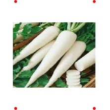 MarkEntegra Japon Turpu Tohumu - 10 Gram