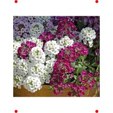 MarkEntegra Karışık Renkli Alisyum Tohumu - Yer Örtücü