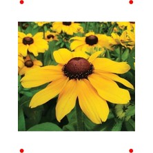 MarkEntegra Iri Çiçekli Rutbekya Tohumu (10 Adet)