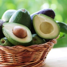 Taber Eksi Derecelere Dayanıklı Bacon Avokado Fidanı 50-70 cm - Aşılı En Hızlı Büyüyen Avokado Türü