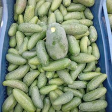 Bebek Avokado 1 kg