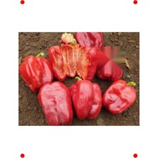 MarkEntegra Antep Dolmalık Biber Tohumu - 10 Gram