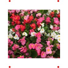 MarkEntegra Şeker Bnya Tohumu - Karışık Renkli (20 Adet)