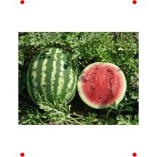 MarkEntegra Crimson Sweet Karpuz Tohumu (10 Gr)