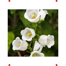 MarkEntegra Beyaz Ni Ş Çan Çiçeği Tohumu (5 Adet)