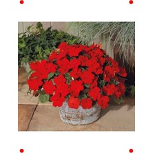 MarkEntegra Kırmızı Cam Güzeli Çiçek Tohumu - 20 Adet