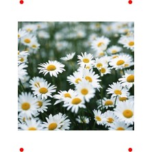 MarkEntegra Kır Papatyası Çiçeği Tohumu