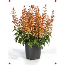 MarkEntegra Bodur Ateş Çiçeği Tohumu Somon Renk (Çok Çiçekli) - 15 Adet