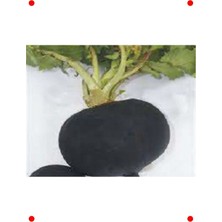 MarkEntegra Akın Siyah Turp Tohumu (10 Gr)