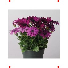 MarkEntegra Mor Bodrum Papatyası Tohumu - Kalıcı & Bol Çiçekli (5 Adet)