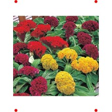 MarkEntegra Karışık Renk Horoz Ibiği Tohumu (Balta) - 20 Adet