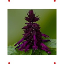 MarkEntegra Bodur Mor Ateş Çiçeği Tohumu (Çok Çiçekli) - 15 Adet