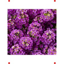 MarkEntegra Alyssum Çoklu Mor Çiçek Tohumu (250 Adet)