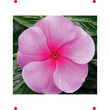 MarkEntegra Çok Çiçekli Pembe Rozet Çiçeği Tohumu - 15 Adet