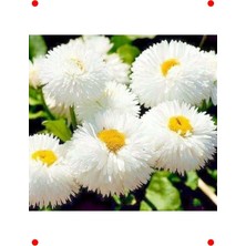 MarkEntegra Beyaz Katmerli Şeker Tabağı Tohumu (30 Adet)