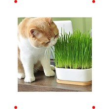 MarkEntegra %100 Doğal Fileli Kedi Çimi - Tüy Yumağı Önleyici