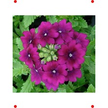 MarkEntegra Mor Sarkan Ne Çiçeği Tohumu - 10 Adet