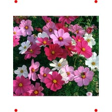 MarkEntegra Iri Çiçekli Karışık Renkli Kozmos Tohumu - 5 Adet