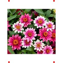 MarkEntegra Kirli Hanım Ni Cherry Zinnia Tohumu (5 Adet)