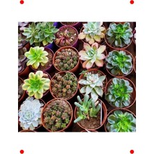 MarkEntegra Karışık Sukulent Tohumları Paketi