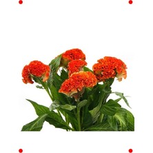 MarkEntegra Turuncu Horoz Ibiği Balta Çiçeği Tohumu (20 Adet)