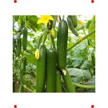 MarkEntegra Sırık Salatalık Tohumu (20 Adet) - Dikey Büyüme