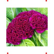 MarkEntegra Mor Horoz Ibiği Balta Çiçeği Tohumu (20 Adet)