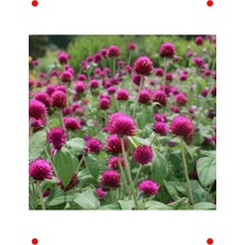 MarkEntegra Iri Mor Medine Düğmesi Çiçek Tohumu