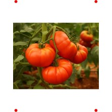 MarkEntegra Leneksel Doğal Köy Domates Tohumu