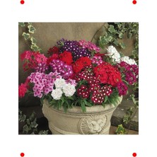 MarkEntegra Sarkan Karışık Renk Ne Çiçeği Tohumu (10 Adet)